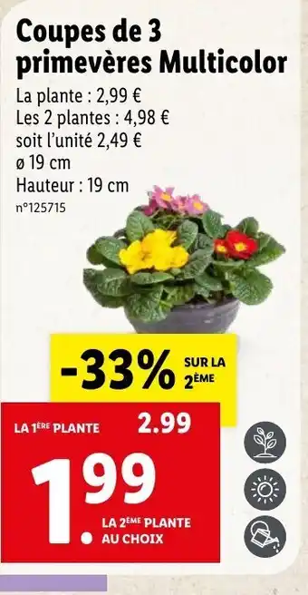 Lidl Coupes de 3 primevères Multicolor offre