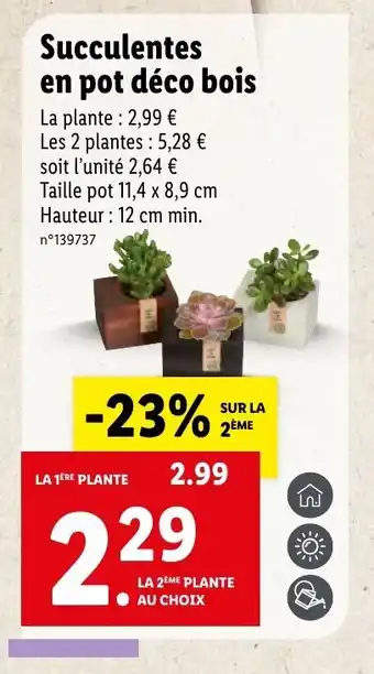 Lidl Succulentes en pot déco bois offre