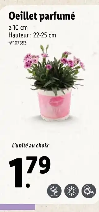 Lidl Oeillet parfumé offre