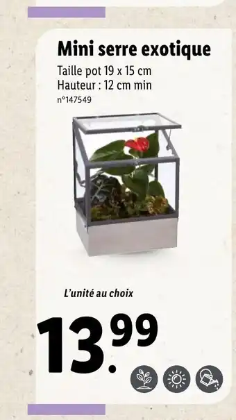 Lidl Mini serre exotique offre