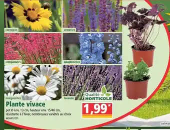 Norma Plante Vivace offre