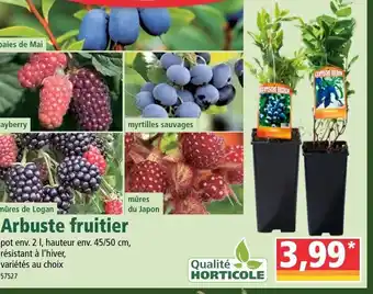 Norma Arbuste Fruitier offre