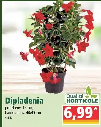 Dipladenia