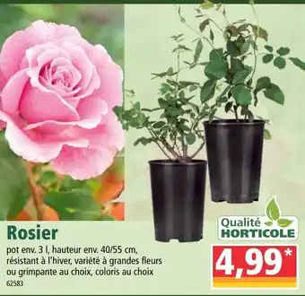 Norma Rosier offre