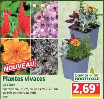 Norma Plantes Vivaces offre