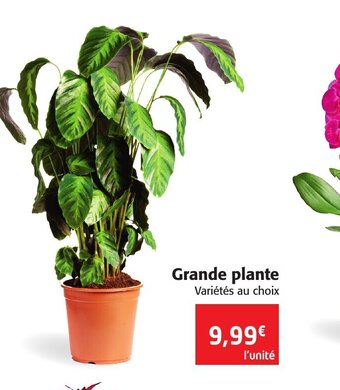 Grande Plante