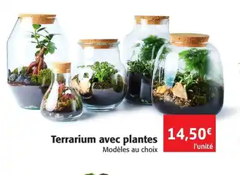 Colruyt Terrarium Avec Plantes offre
