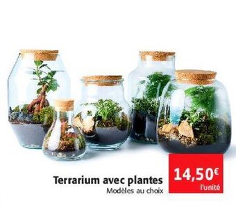 Colruyt Terrarium avec plantes offre