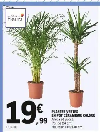 E.Leclerc Plantes Vertes EN Pot Céramique Coloré offre