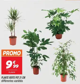 Netto Plante verte pot 21 cm offre