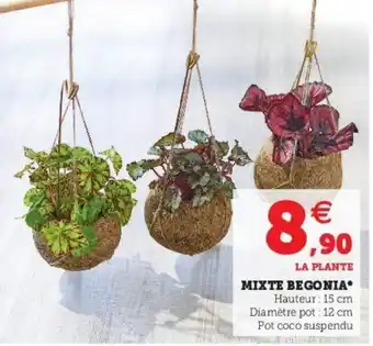 Super U Mixte begonia offre