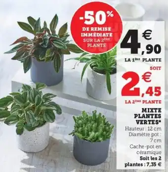 Super U Mixte plantes vertes offre