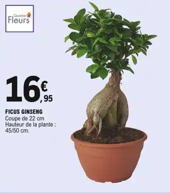 E.Leclerc Ficus ginseng offre