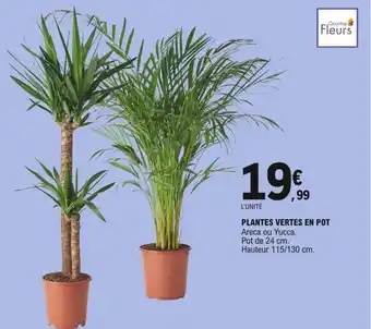 E.Leclerc Plantes vertes en pot offre