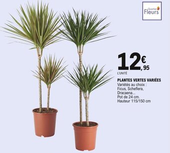 E.Leclerc Plantes vertes variées offre