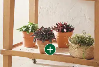 Plante verte 'eden collection'