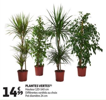 Auchan Plantes vertes offre