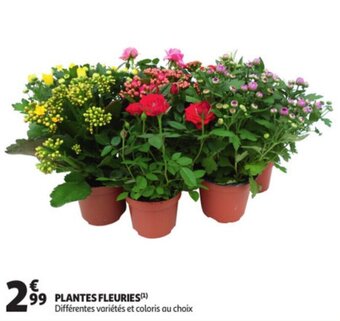 Auchan Plantes fleuries offre