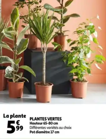 Auchan Plantes vertes offre