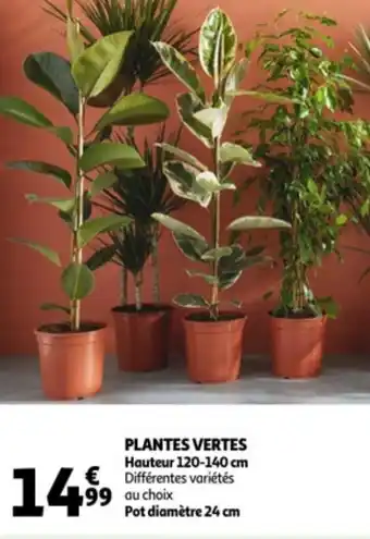 Plantes vertes