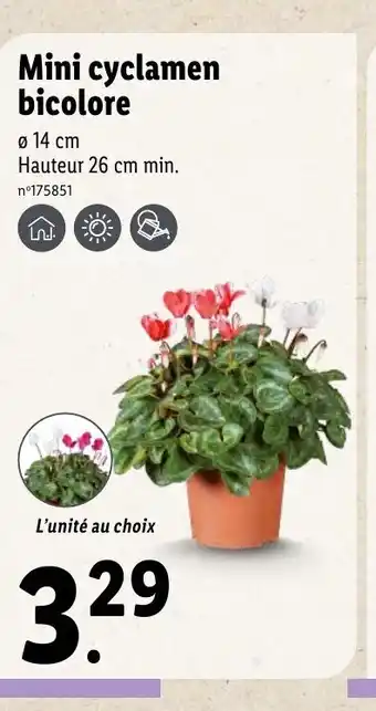Lidl Mini Cyclamen Bicolore offre