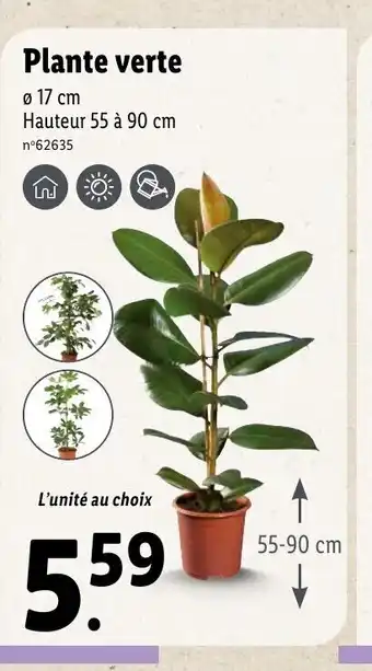Lidl Plante Verde offre