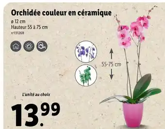 Lidl Orchidée Couleur En Céramique offre