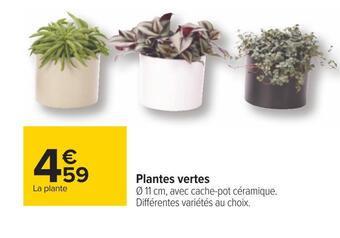 Carrefour Plantes vertes offre