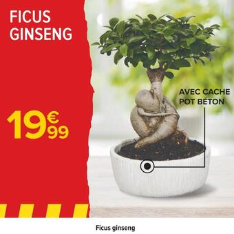 Ficus ginseng