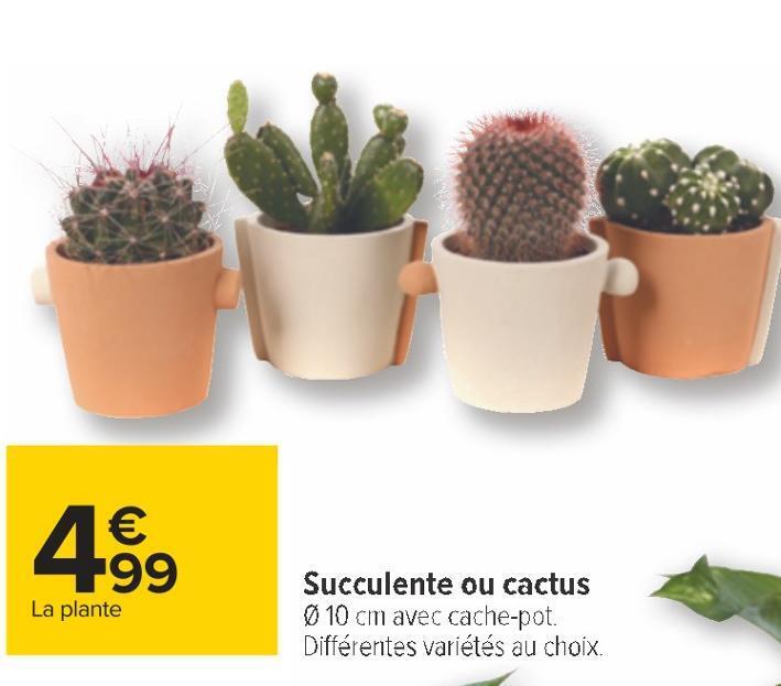 Promo Succulente ou cactus chez Carrefour