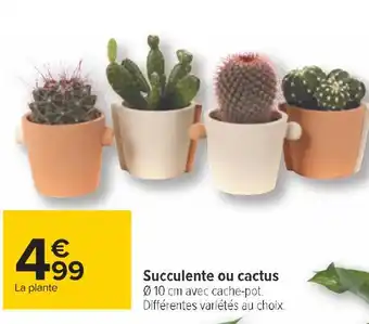 Carrefour Succulente ou cactus offre