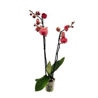 Phalaenopsis