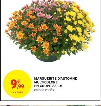 Marguerite D'automne Multicolore En Coupe 23cm
