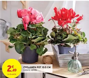 Cyclamen Pot 10.5cm