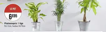 Phalaenopsis 1 tige