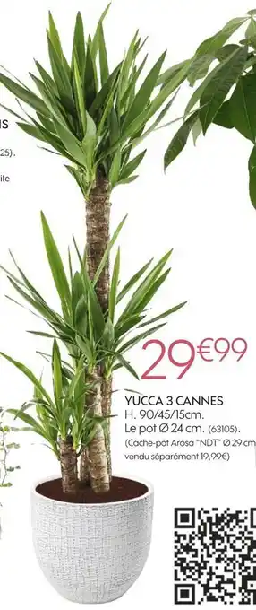 Ndt yucca 3 cannes