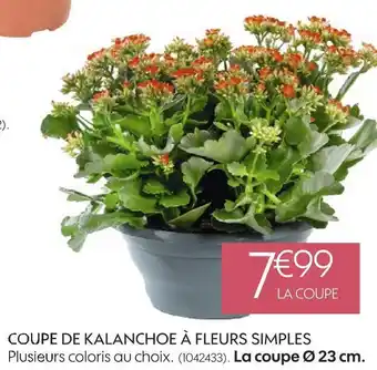 Coupe de kalanchoe à fleurs simples