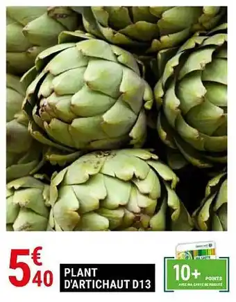 Plant d'artichaut d13