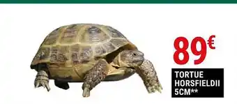 Gamm vert Tortue horsfieldii 5 cm offre