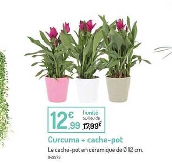 Curcuma + cache-pot