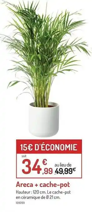 Botanic Areca + cache-pot offre