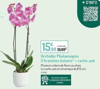 Botanic Orchidée phalaenopsis 2 branches botanic + cache-pot offre