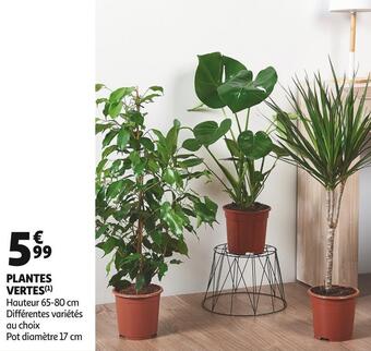 Auchan Plantes vertes offre