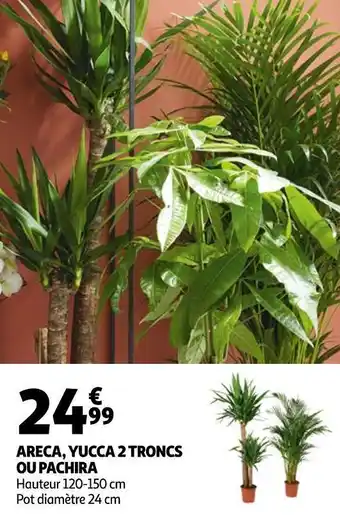 Auchan Areca, yucca 2 troncs ou pachira offre
