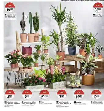 Géant Casino Euphorbia desert, yucca xxl, mixte plates vertes, plante verte de luxe, ficus, plantes fleuries de luxe, terrarium, calathea offre