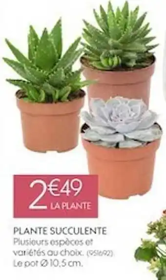 Truffaut Plante succulente offre