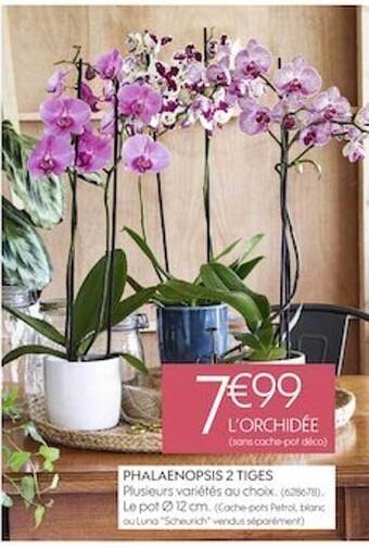 Truffaut Phalaenopsis 2 tiges offre