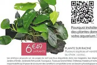 Plante sur racine