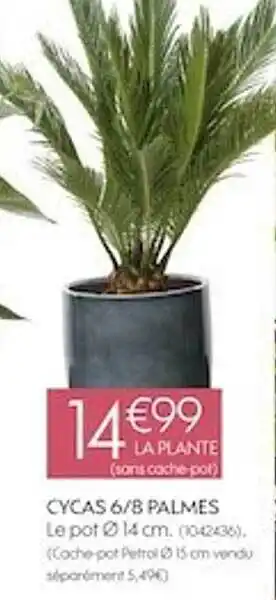 Cycas 6-8 palmes