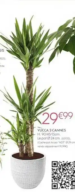 Yucca 3 cannes